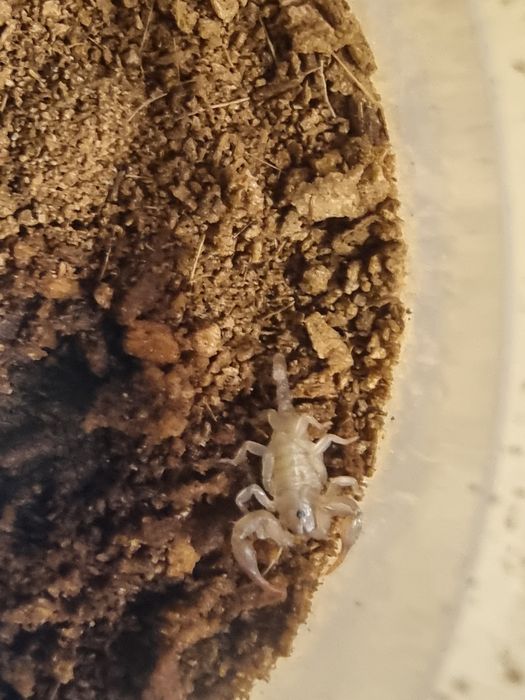 Euscorpius italicus l2