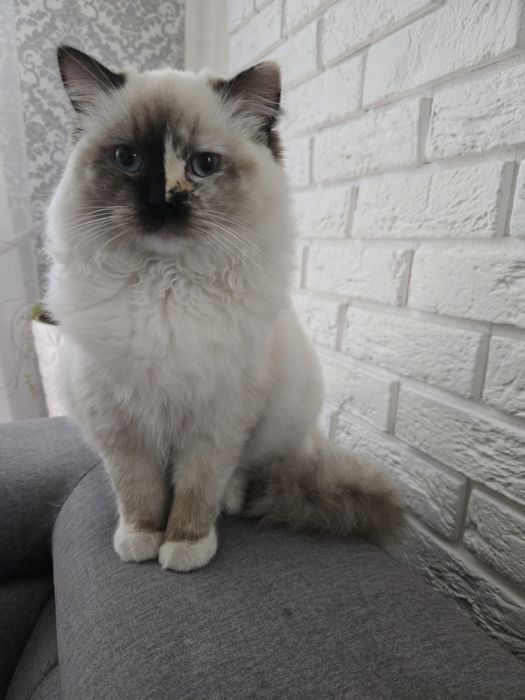 OSTATNI Kocurek Ragdoll FPL