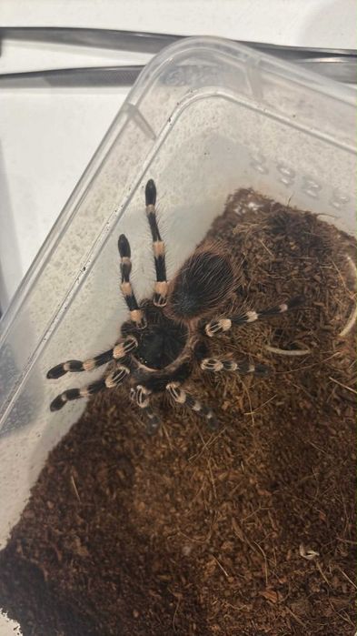 Ptaszniki hodowla