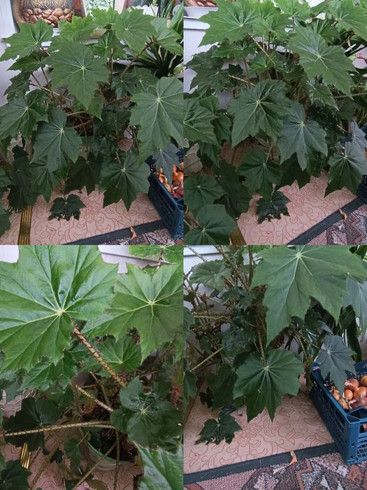 Продам вазони. Дорослі.