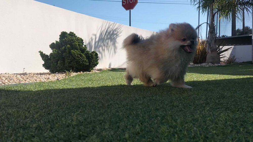 Lulu da Pomerânia macho com LOP (Pedigree) e Afixo