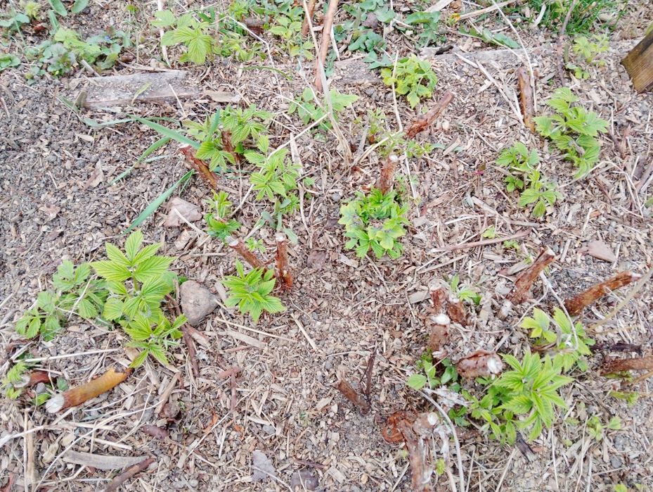 Malina żółta biała sadzonki