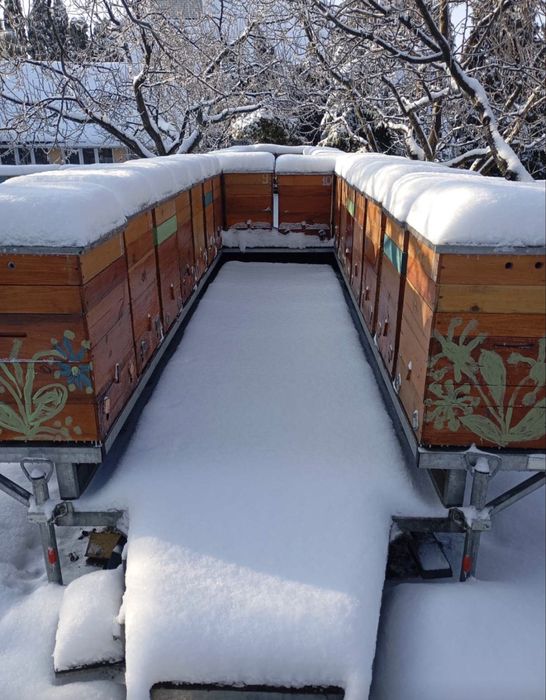 Бджоли, вулики, пакети