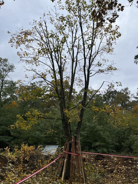 Przycinanie Żywopłotów, Pielęgnacja Ogrodów