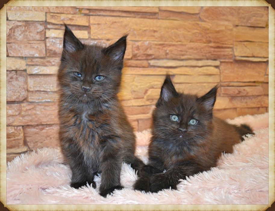 Потрясающие красавцы!Котики Мейн-кун.