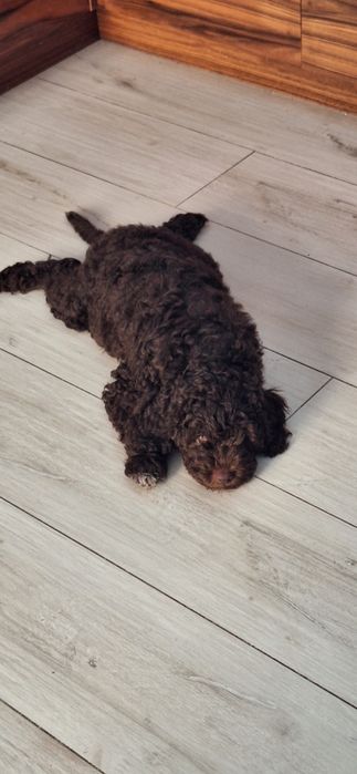 Lagotto Romagnolo- chłopczyk