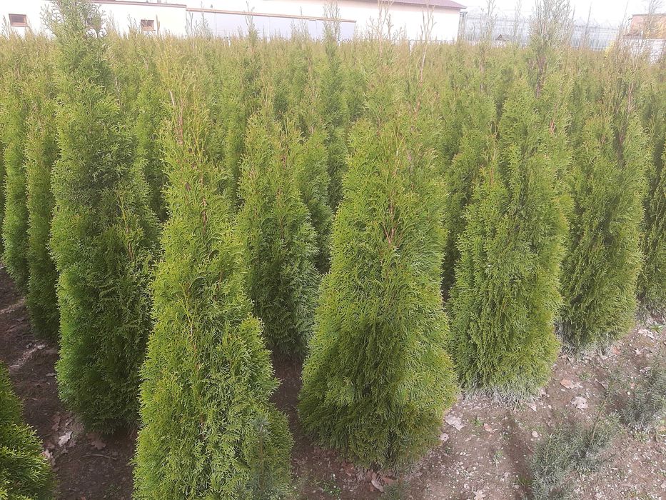 Tuja Szmaragd, Thuja Smaragd, żywotnik, żywopłot