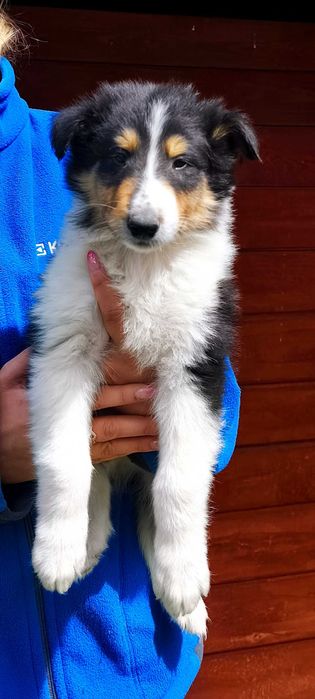 Owczarek Szkocki Collie długowłosy chłopczyk Gotowy do Odbioru