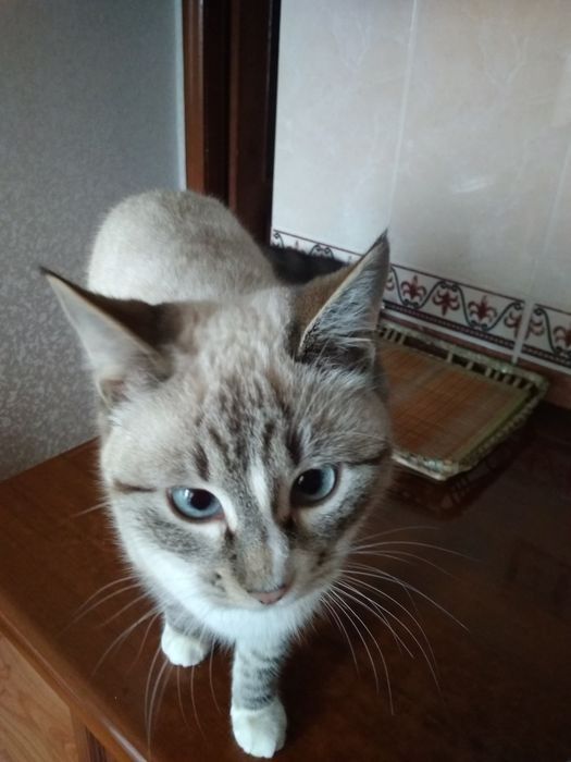 Віддам кошеня у добрі руки