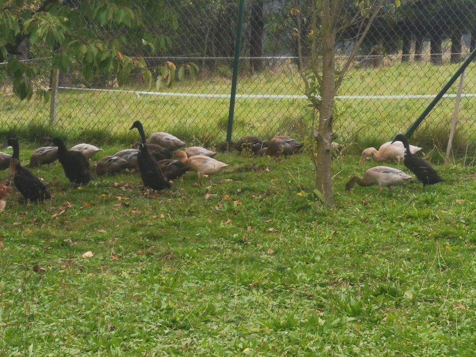 Sprzedam Kaczory biegusy