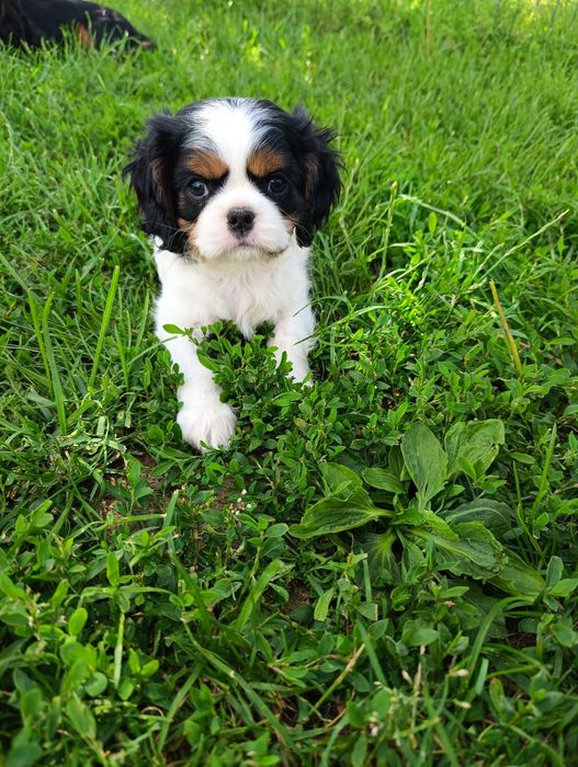 Cavalier king charles spaniel-  piesek