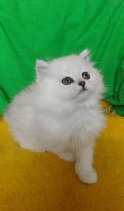 Серебристая шиншилла котёнок длинношёрстный