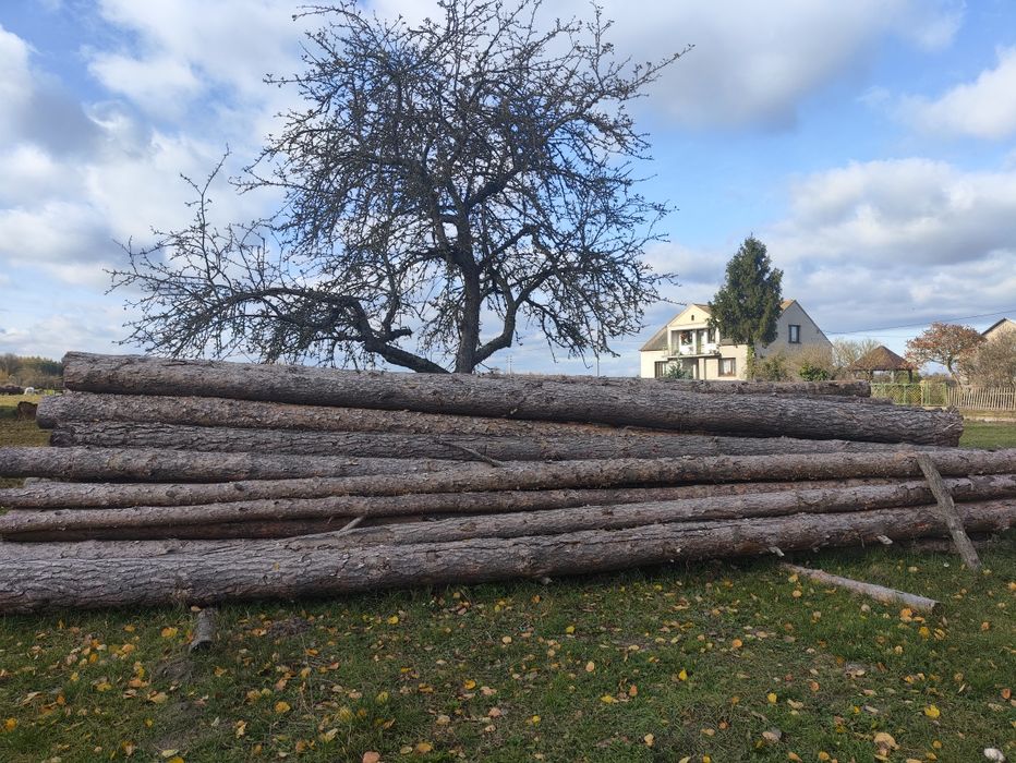 Sosna drzewo tartaczne, dąb pcd