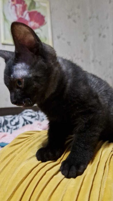 Кошеня дівчинка 2,5 місяці