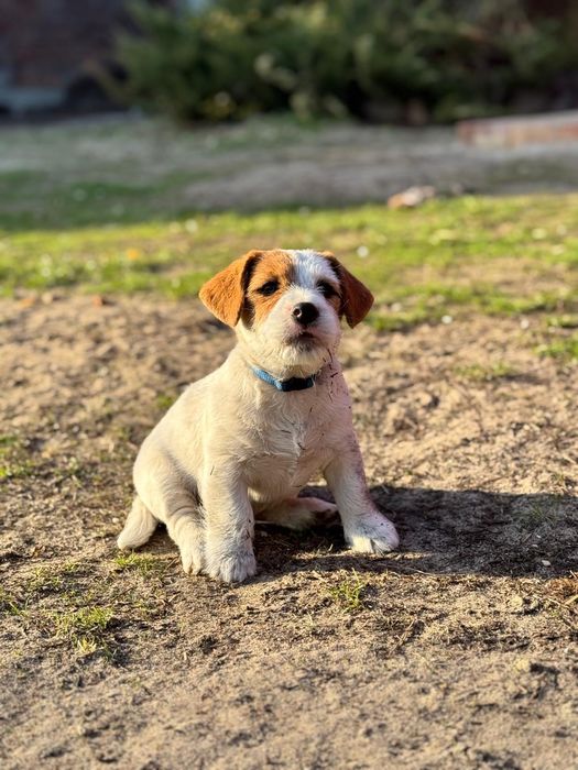 Pieski gotowe do zmiany domu - Hodowla Tattini Jack FCI