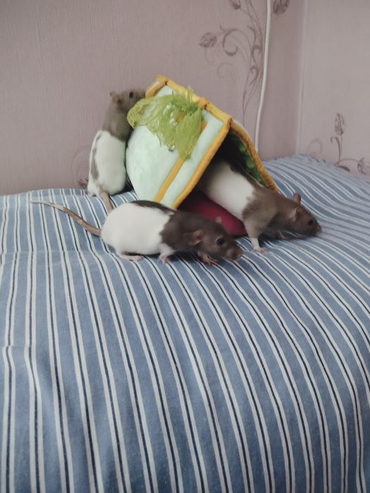 Пацючки дівчатка