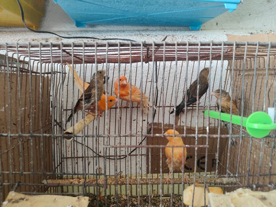 Canários de várias cores