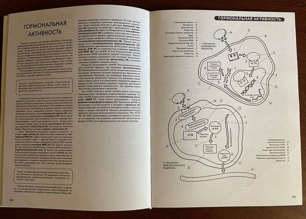 Атлас анатомии человека 

Эдуард Алкамо

Прекрасный атлас, в котором п
