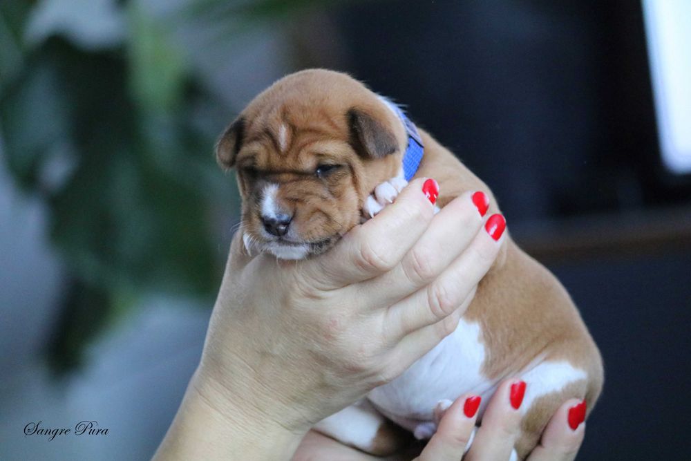 Samiec Szczeniak Basenji