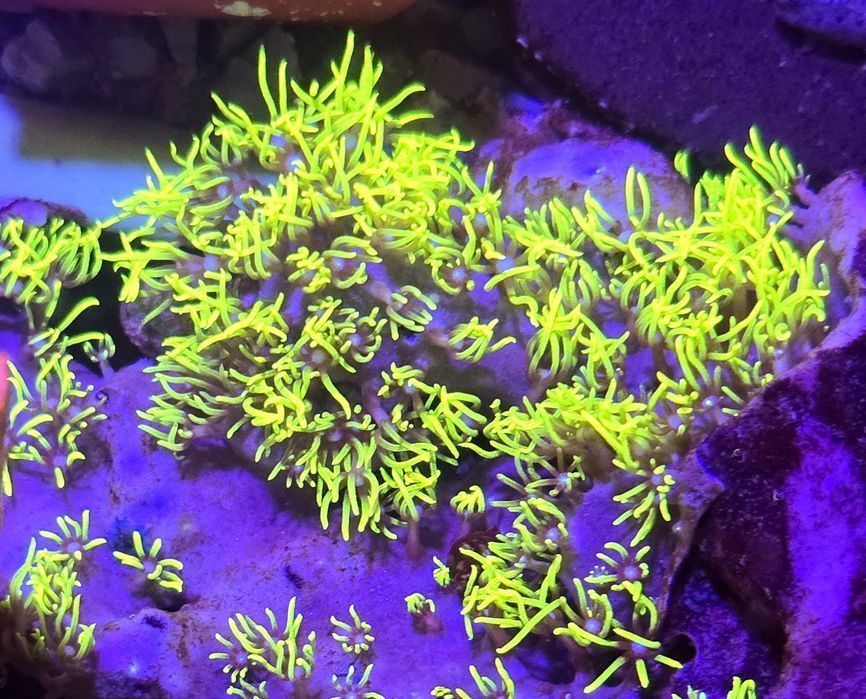 Ultra Fluo Yelow Pachyclavularia Briareum Szczepka 3x3cm FLUOLAMPS WYS