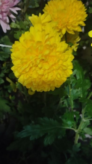 Продам хризантеми.