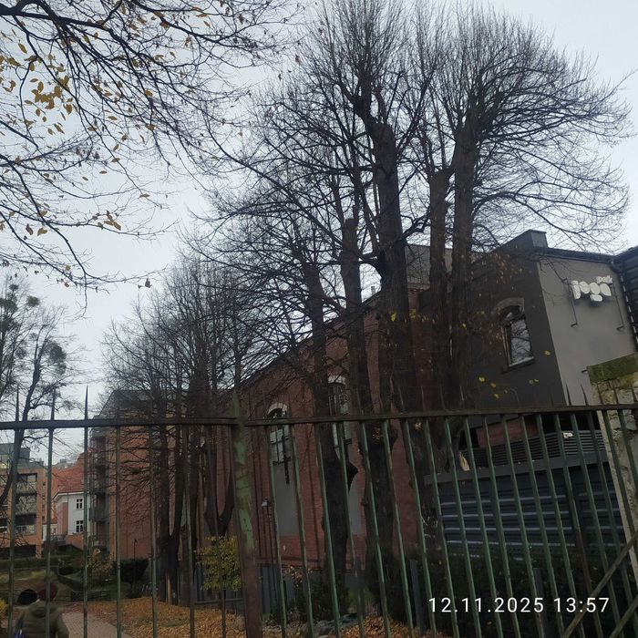 Pielęgnacja, przycinka, wycinka drzew -  metodą alpinistyczną