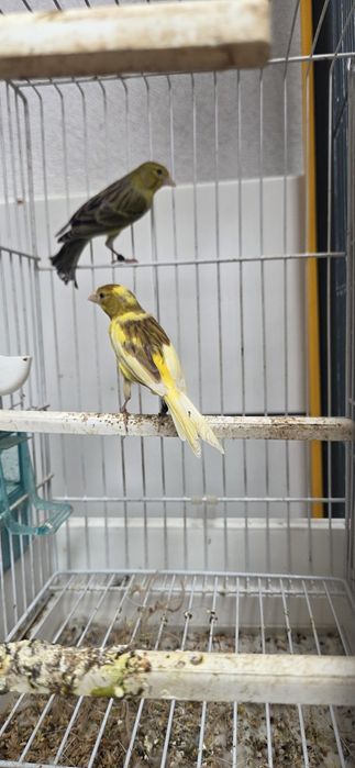 Canarios llarguet  espanhois