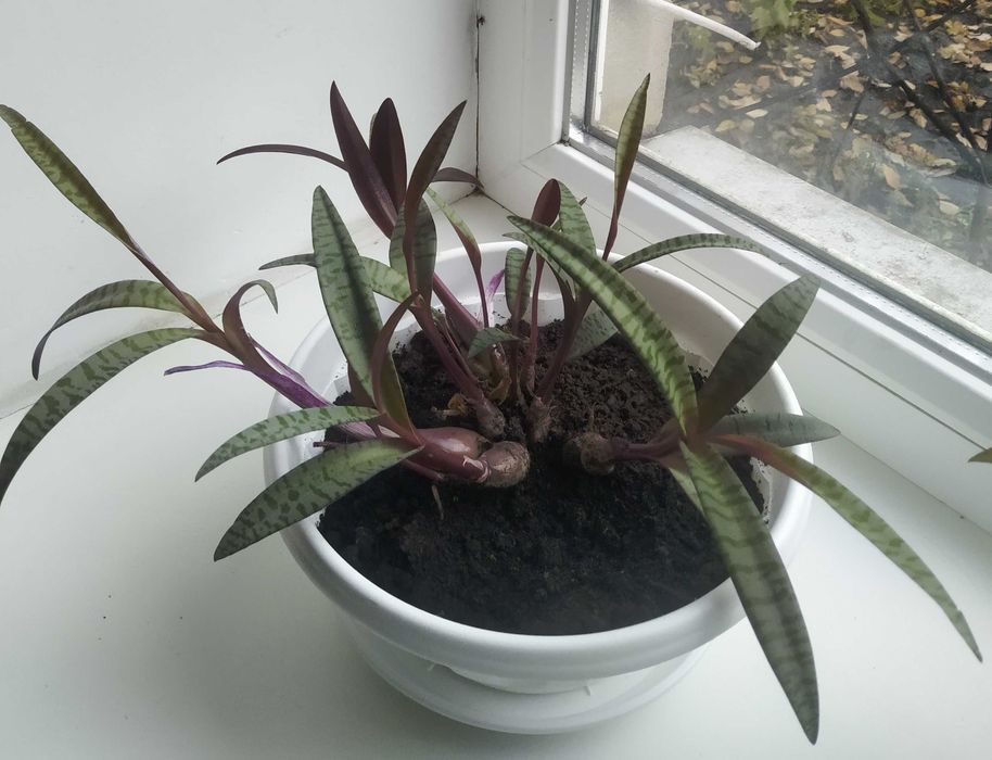 Продам кімнатну рослину Ледебурія.