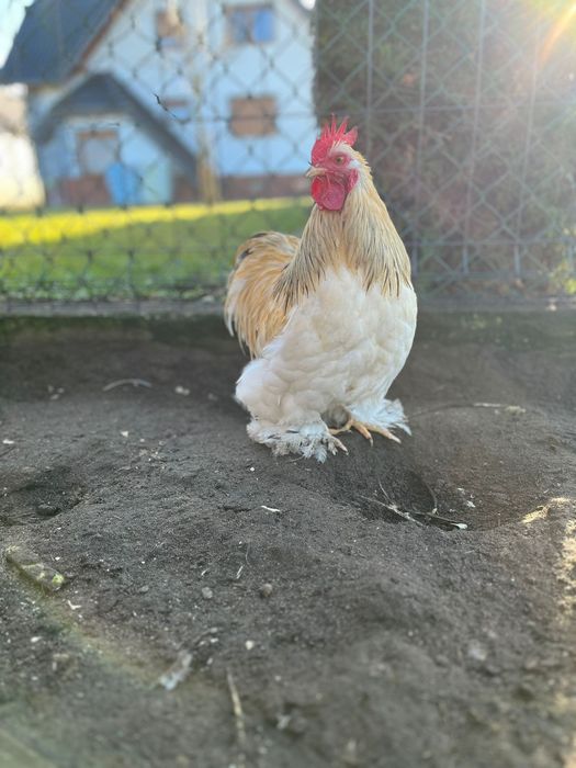 Jajka kohin miniaturowy