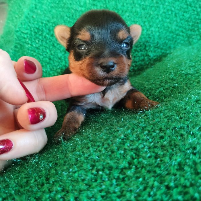 Piesek  Yorkshire terrier do rezerwacji