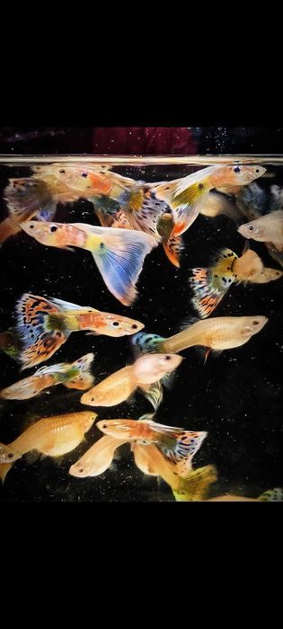 Gupik gupiki mozaika staromodna