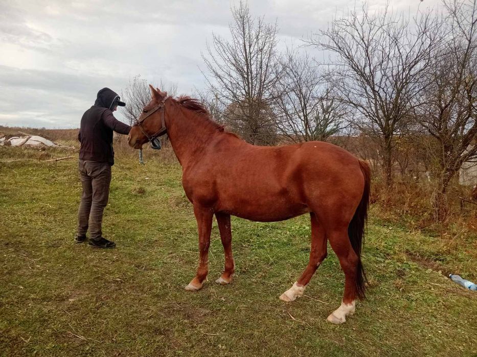Продається кобила!