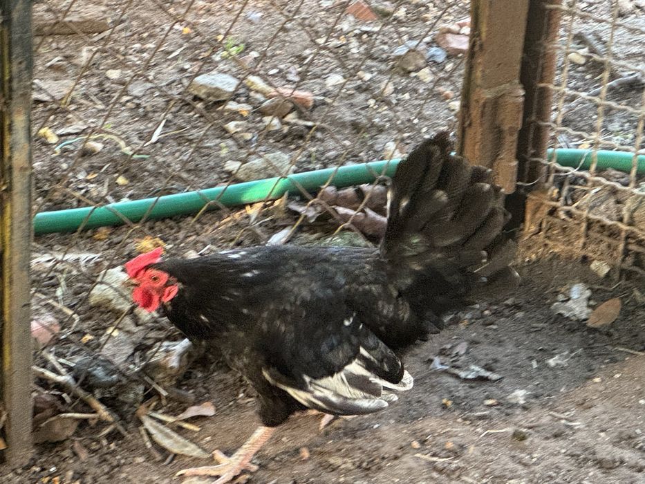 Galo nagasaki para troca