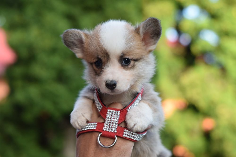 Самі кращі цуценята Коргі. Тільки у нас! Звертайтесь.