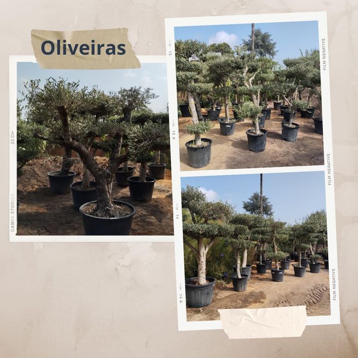 Oliveiras Bonsai