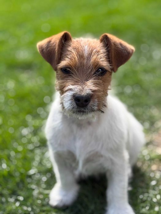 Jack Russell Terrier od # SMARTIE JACKS # unique rough haired female