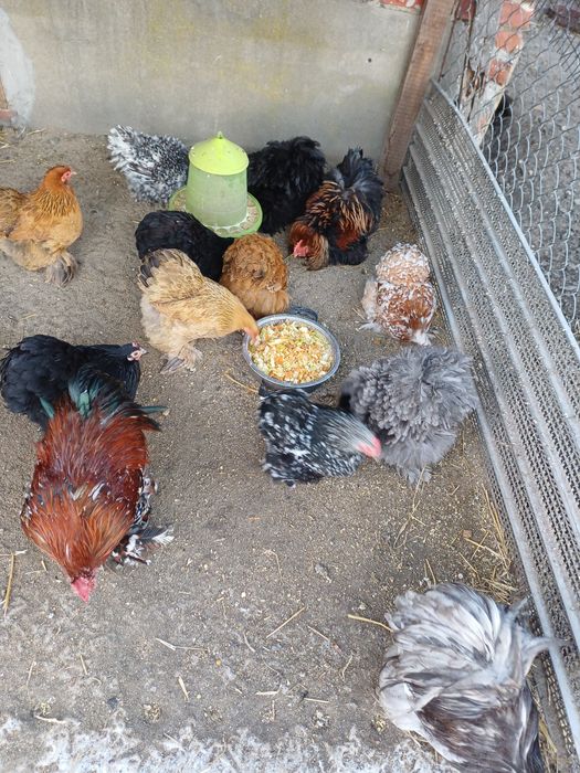 Kochin miniaturowy  całe stado