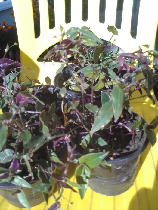 Традесканция ампельная в горшках рассада