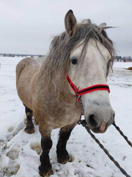 Ogier z licencja siwy szpak