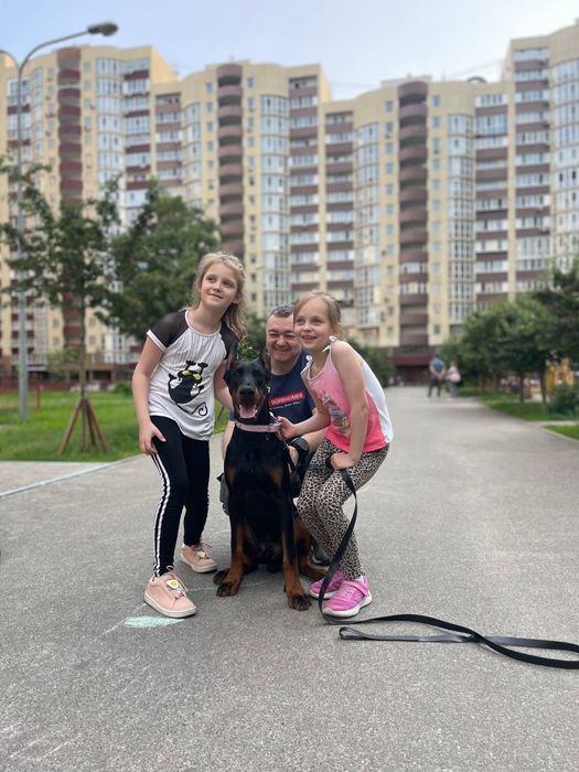 Чудове цуценяДобермана