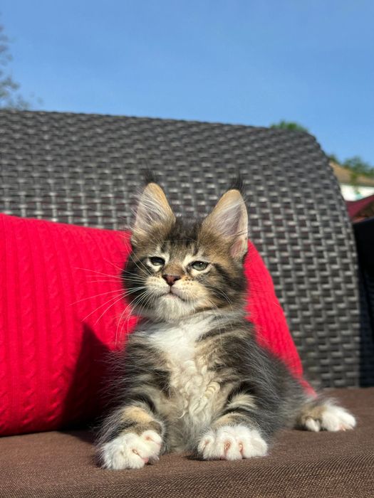Severin-Kocurek Maine Coon