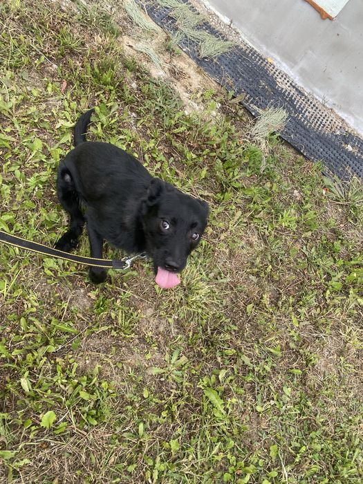 Czarny młody samiec pilnie szuka tymczasu lub swojego domu