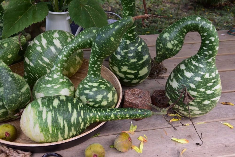 Abóboras Pescoço de Ganso