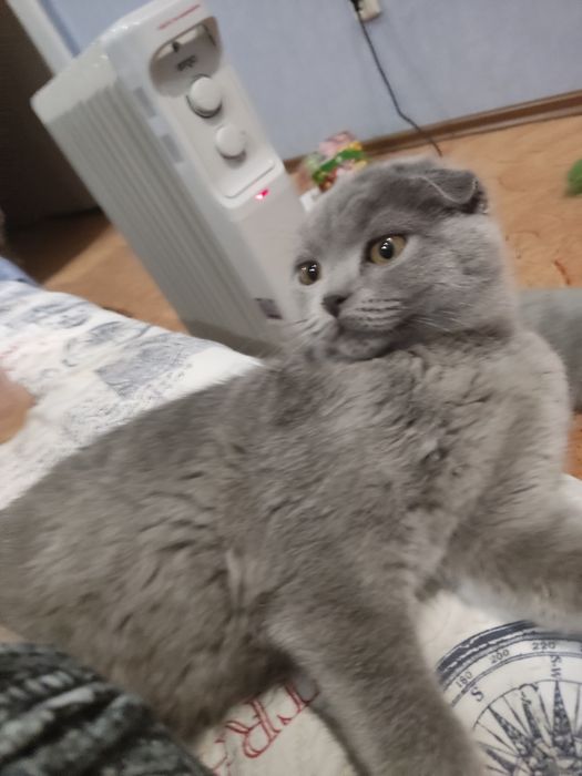 Шотландка віслословушка в'язка