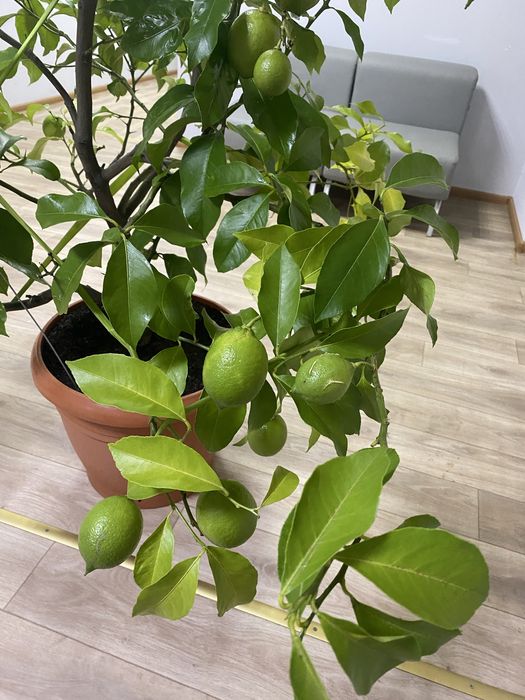 Лимон кімнатний, цитрусові