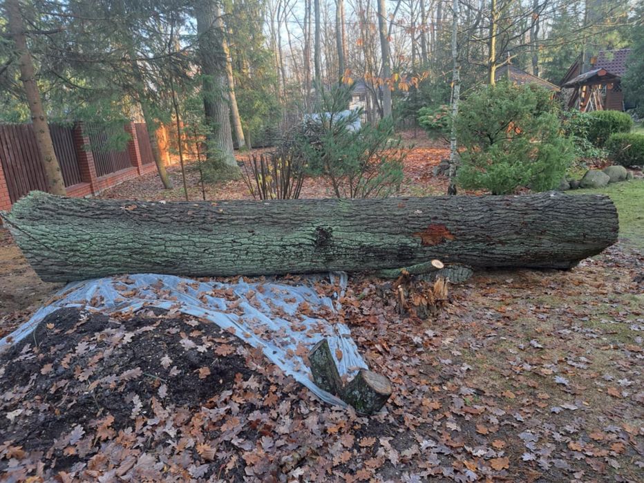 Dąb tartaczny 2,5 m obwodu, 4,5m długosc