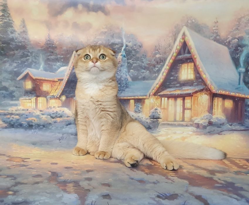 Золотистый зеленоглазый фолдик