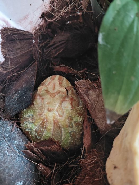 Żaba rogata z terrarium