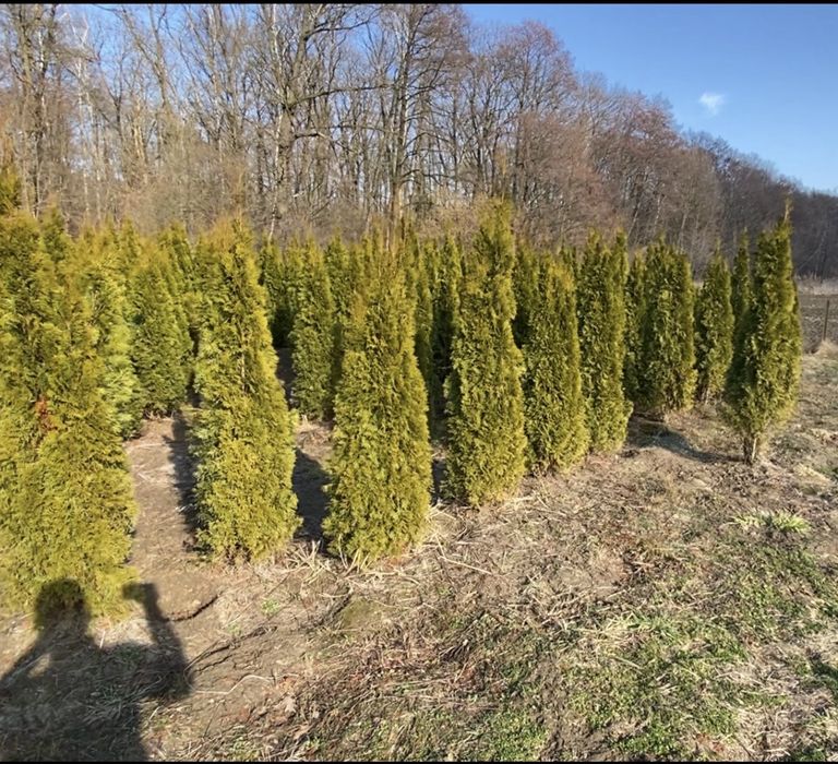 Туя Смарагд 1,8 - 500грн 2-550грн 2,2-650 грн2,4-750грн