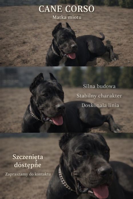 Szczeniak  cane corso   PIEKNE !